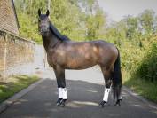 Jument Dressage, CCE, véritable gravure!