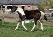 Poulain 1 an pie sport origines SF