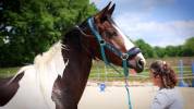  Rosie d'une Romance Z jument pie de 2 ans Zangersheide