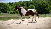  Rosie d'une Romance Z jument pie de 2 ans Zangersheide