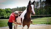  Rosie d'une Romance Z jument pie de 2 ans Zangersheide