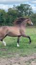 MAGNIFIQUE WELSH PONY à vendre!!!