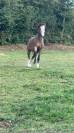 MAGNIFIQUE WELSH PONY à vendre!!!
