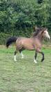 MAGNIFIQUE WELSH PONY à vendre!!!