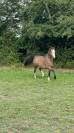 MAGNIFIQUE WELSH PONY à vendre!!!