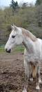 Poney D 7 ans 