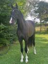 Cheval 3 ans hongre BWP