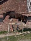 Cheval 3 ans hongre BWP