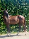 Cheval 3 ans hongre BWP