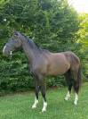 Cheval 3 ans hongre BWP