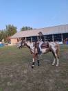 Paint horse gelding