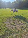 Paint horse gelding