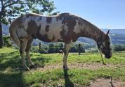Paint horse gelding