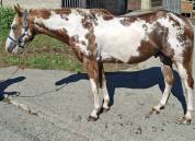 Paint horse gelding