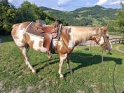 Paint horse gelding