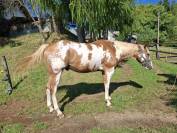 Paint horse gelding