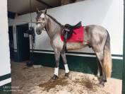 Amazing  3 years old P.R.E. 