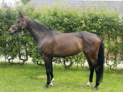 Jument de 6ans (2019) par Gentleman FRH (CCE 3*, Lion d