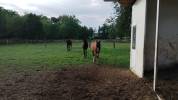Poulains appaloosa à vendre 