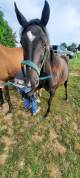 Poulains appaloosa à vendre 