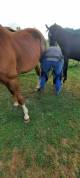 Poulains appaloosa à vendre 