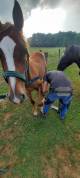 Poulains appaloosa à vendre 