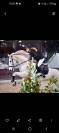 Cheval cso