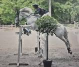 Cheval cso