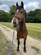 Menai Prince Archie 