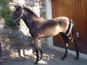 Intero Lusitano In vendita 2025 Nero ,  SOLO DE LA COMBE