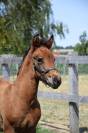 Foal mâle pour sport et/ou repro