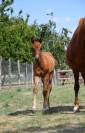 Foal mâle pour sport et/ou repro