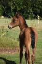 Foal mâle pour sport et/ou repro