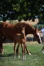 Foal mâle pour sport et/ou repro