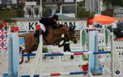 Foal mâle pour sport et/ou repro