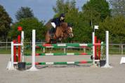Foal mâle pour sport et/ou repro