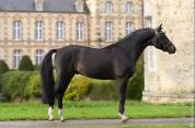 Foal mâle pour sport et/ou repro
