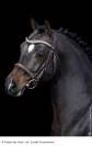 Foal mâle pour sport et/ou repro