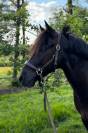 A LOUER PONEY B 