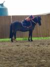 A LOUER PONEY B 