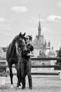 Offre stagiaire groom