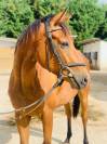 Super cheval de loisir/famille/club