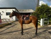 Super cheval de loisir/famille/club