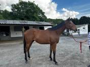 Super cheval de loisir/famille/club