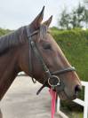 Magnifique jument pur sang anglais de 5 ans