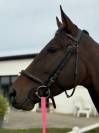 Magnifique jument pur sang anglais de 5 ans