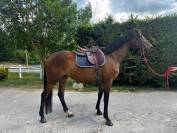 Magnifique jument pur sang anglais de 5 ans
