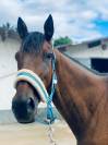 Magnifique jument pur sang anglais de 5 ans