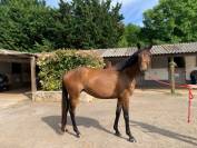Magnifique jument pur sang anglais de 5 ans