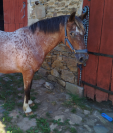 PONETTE APPALOOSA ONCP
